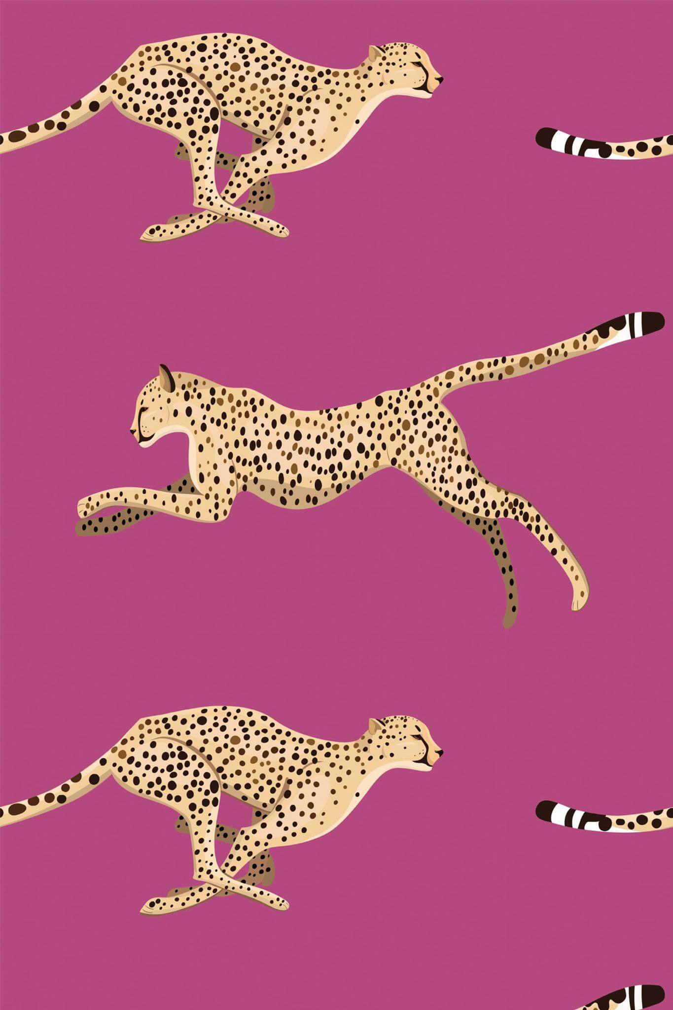 Cheetah Wallpaper