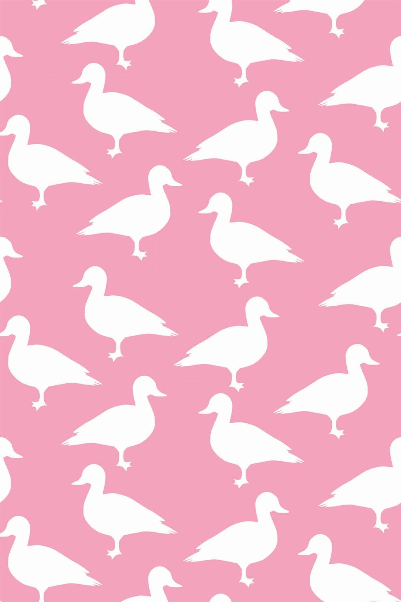 Duck Wallpaper