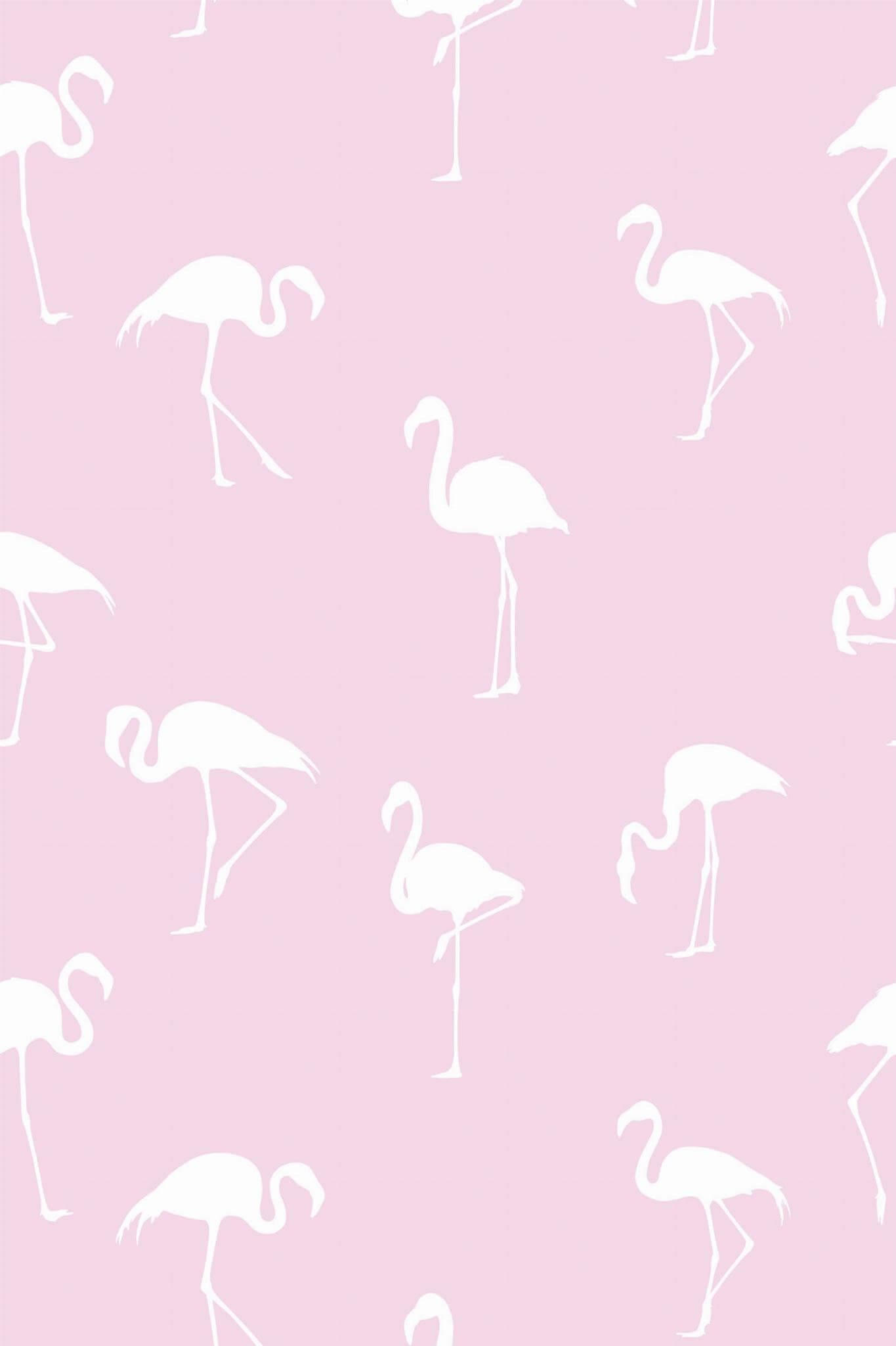 Pink Flamingo Wallpaper